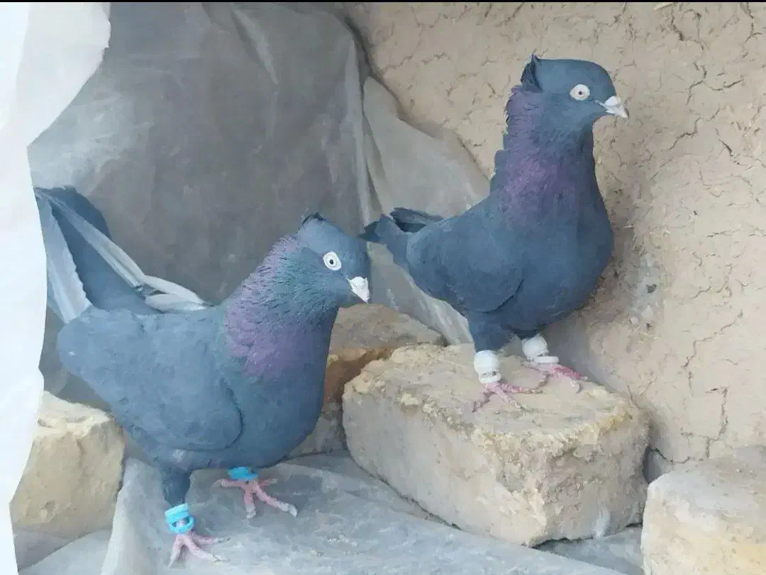 کبوتر سیاه|پرنده|مرودشت, علی‌آباد‎|دیوار