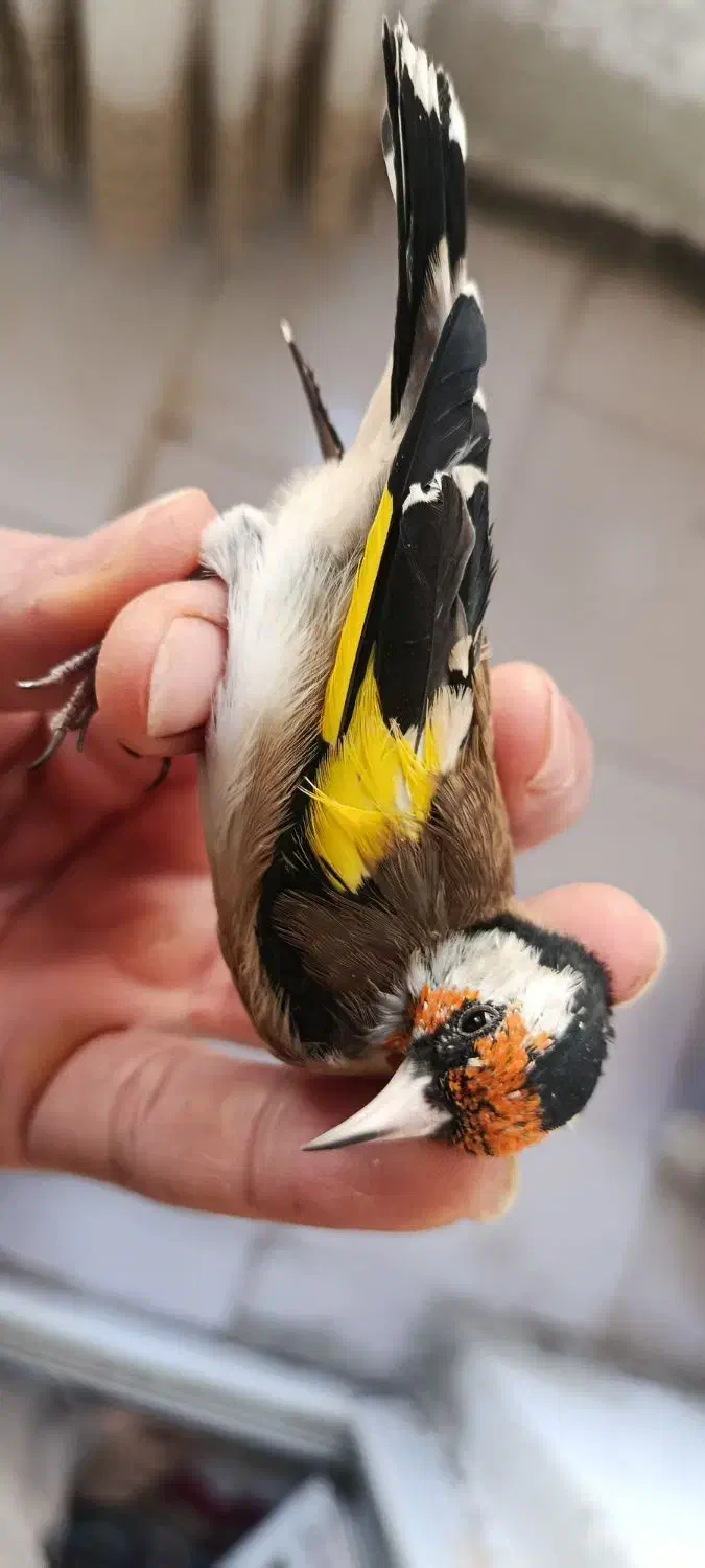 سهره جوجه بهاره|پرنده|هشتگرد, شهرک پارسیان|دیوار