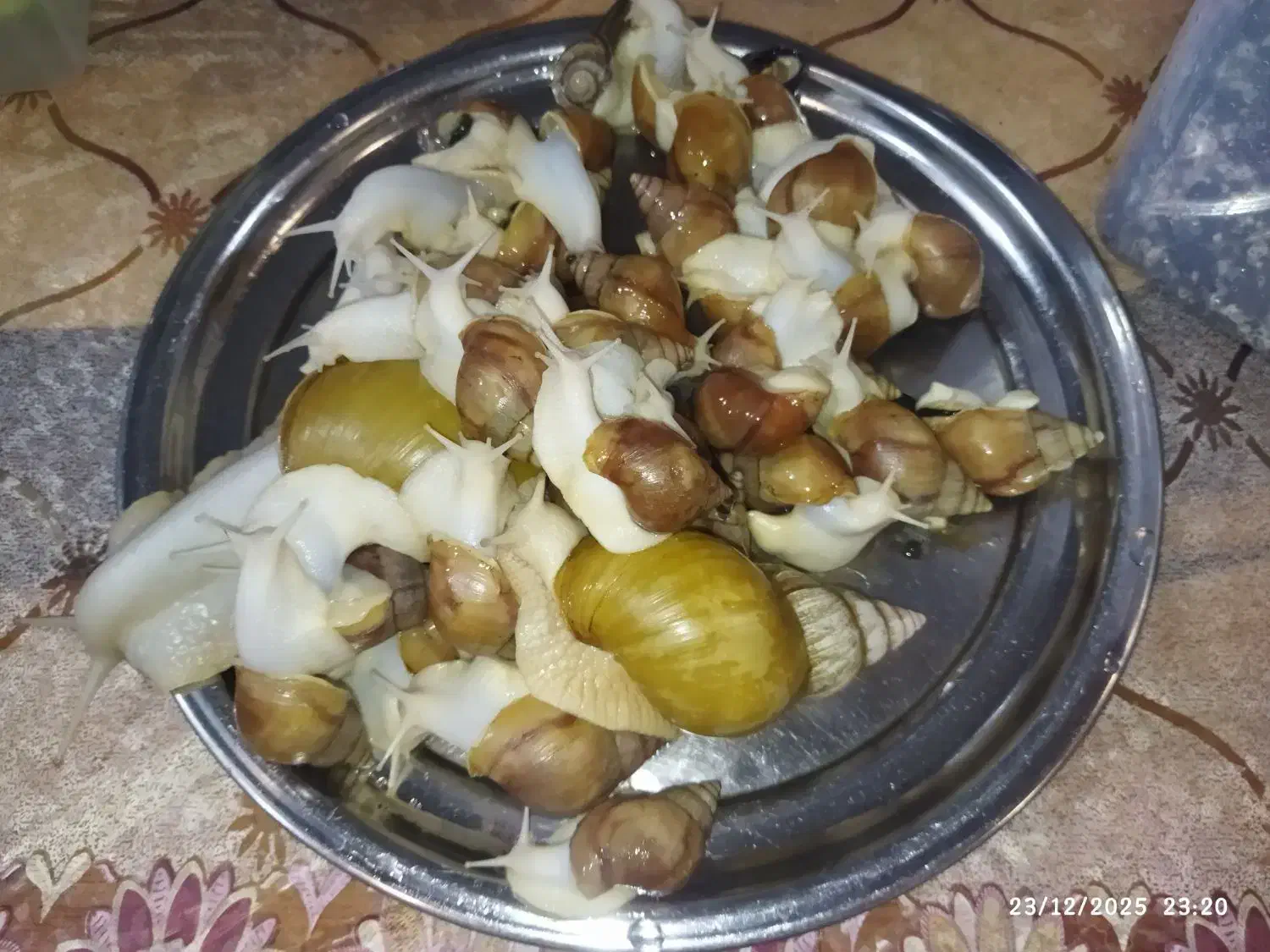 حلزون آچاتینا|خزنده|دزفول, |دیوار