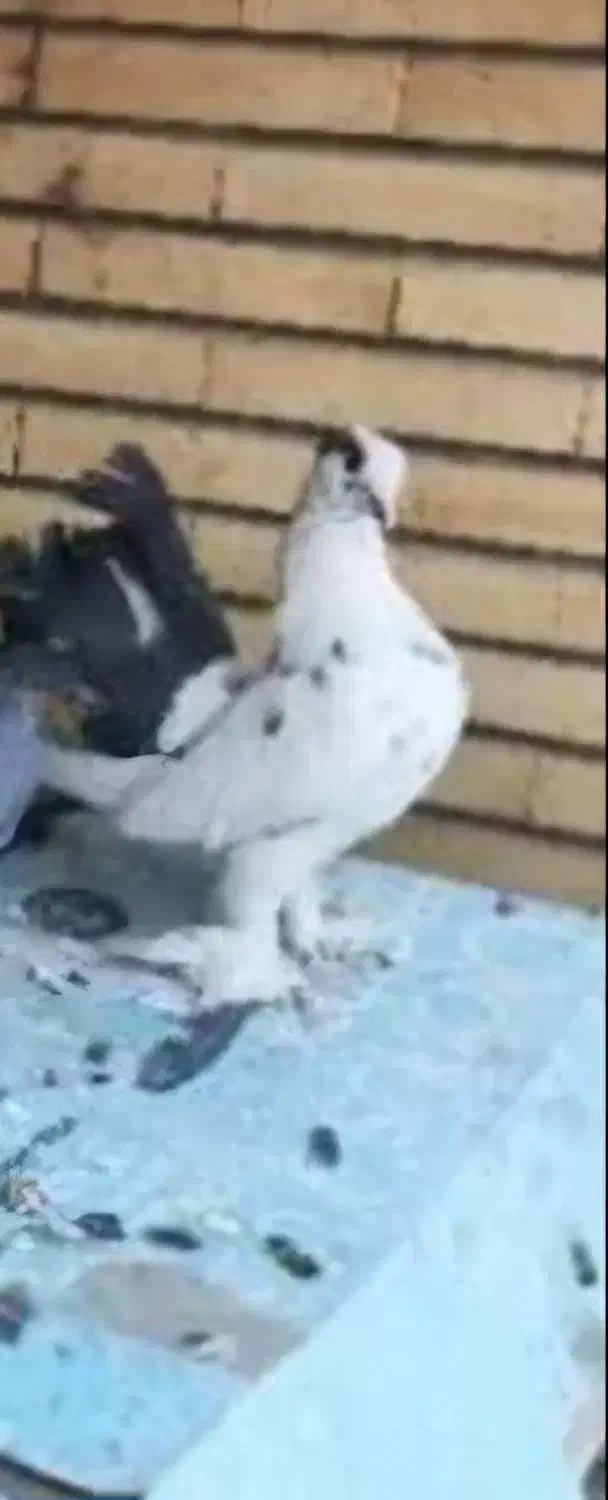 کفتر دم چتری یا دم طاووسی نر|پرنده|تهران, کوی بیمه|دیوار