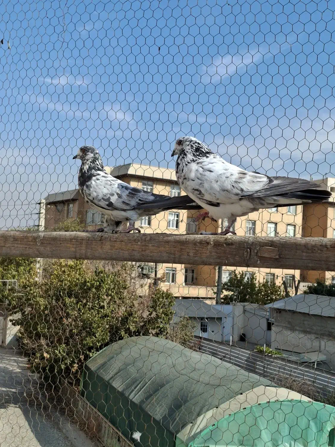 کفتر جفت دستپرقوچی|پرنده|فردیس, داوری|دیوار