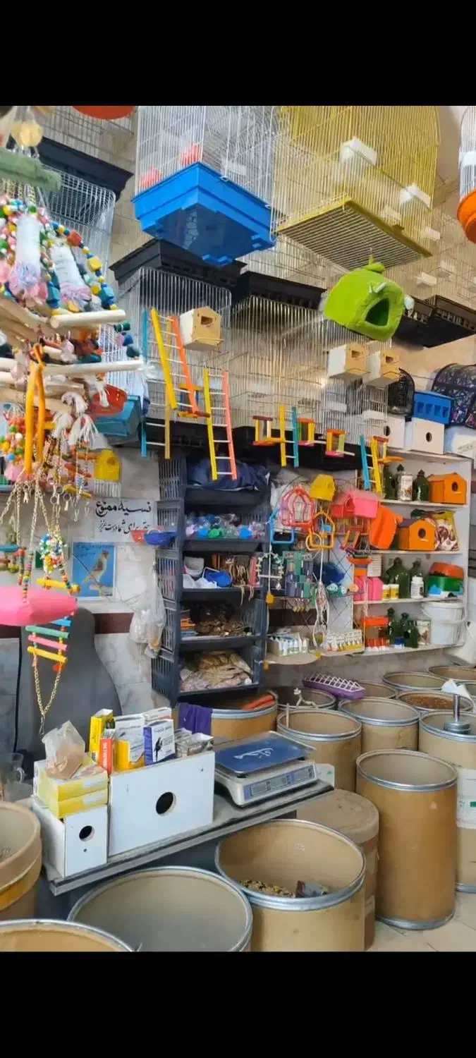 خوراک پرندگان زینتی در پرنده سرای طبیعت|لوازم جانبی حیوانات|مرند, |دیوار