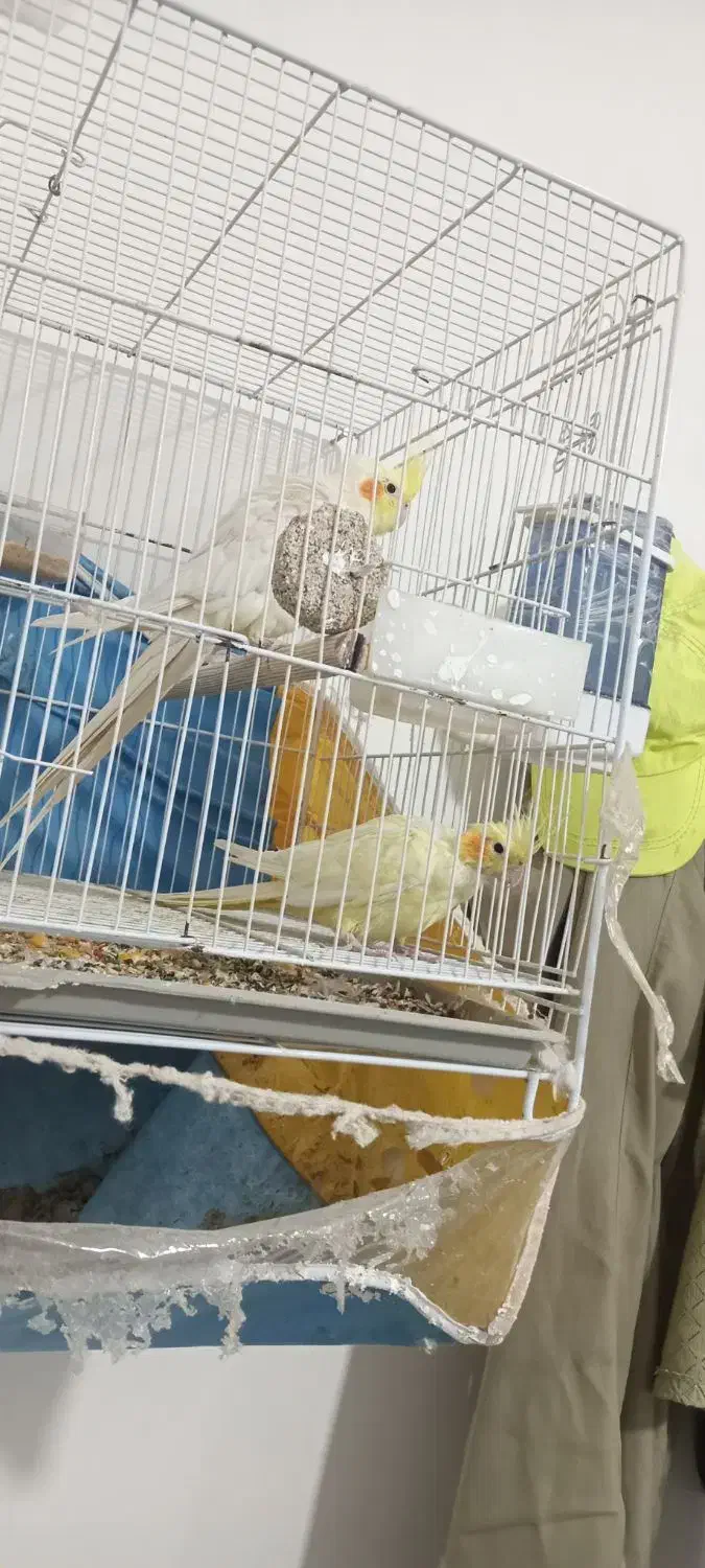 عروس هلندی|پرنده|چناران, |دیوار