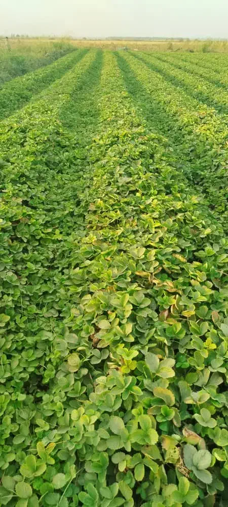 نهال توت فرنگی سابرینا و کاموروس|خدمات باغبانی و درختکاری|خان ببین, |دیوار