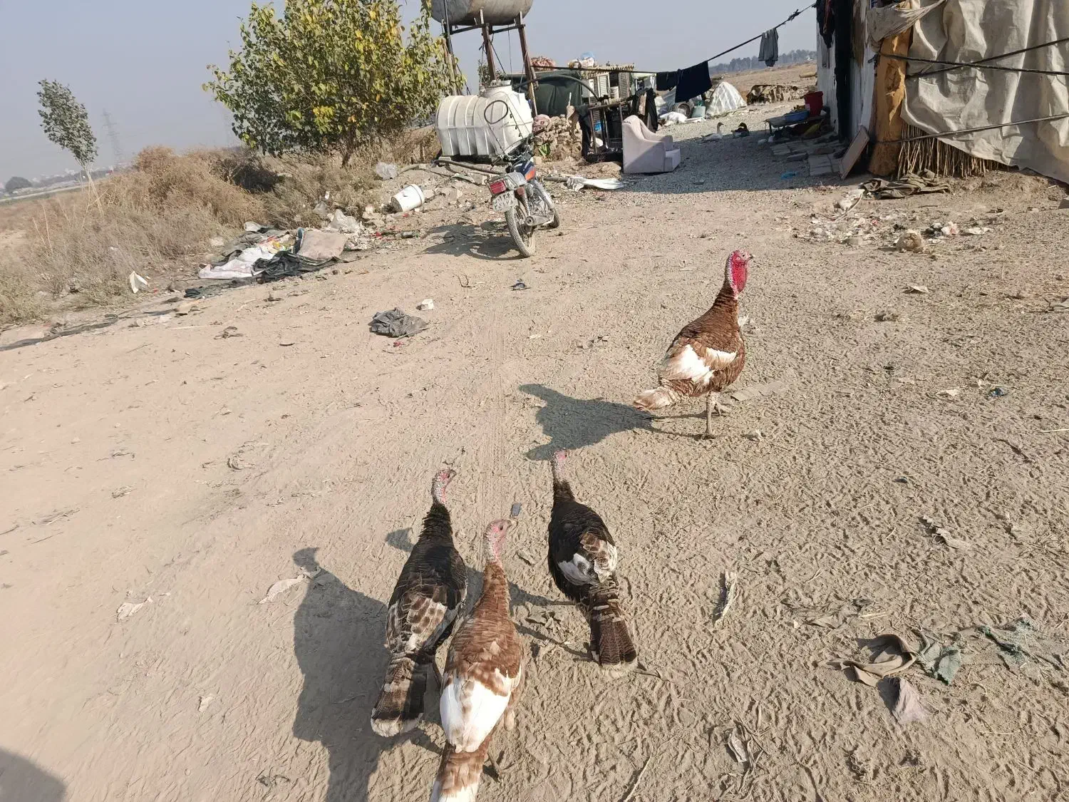 بوقلمون|حیوانات مزرعه|آفتاب, |دیوار