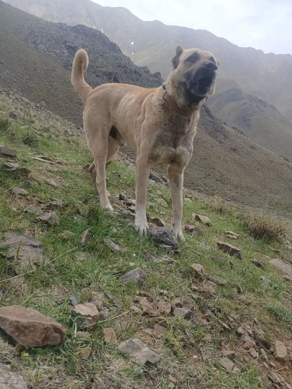 سگ ‌|سگ|ملایر, |دیوار