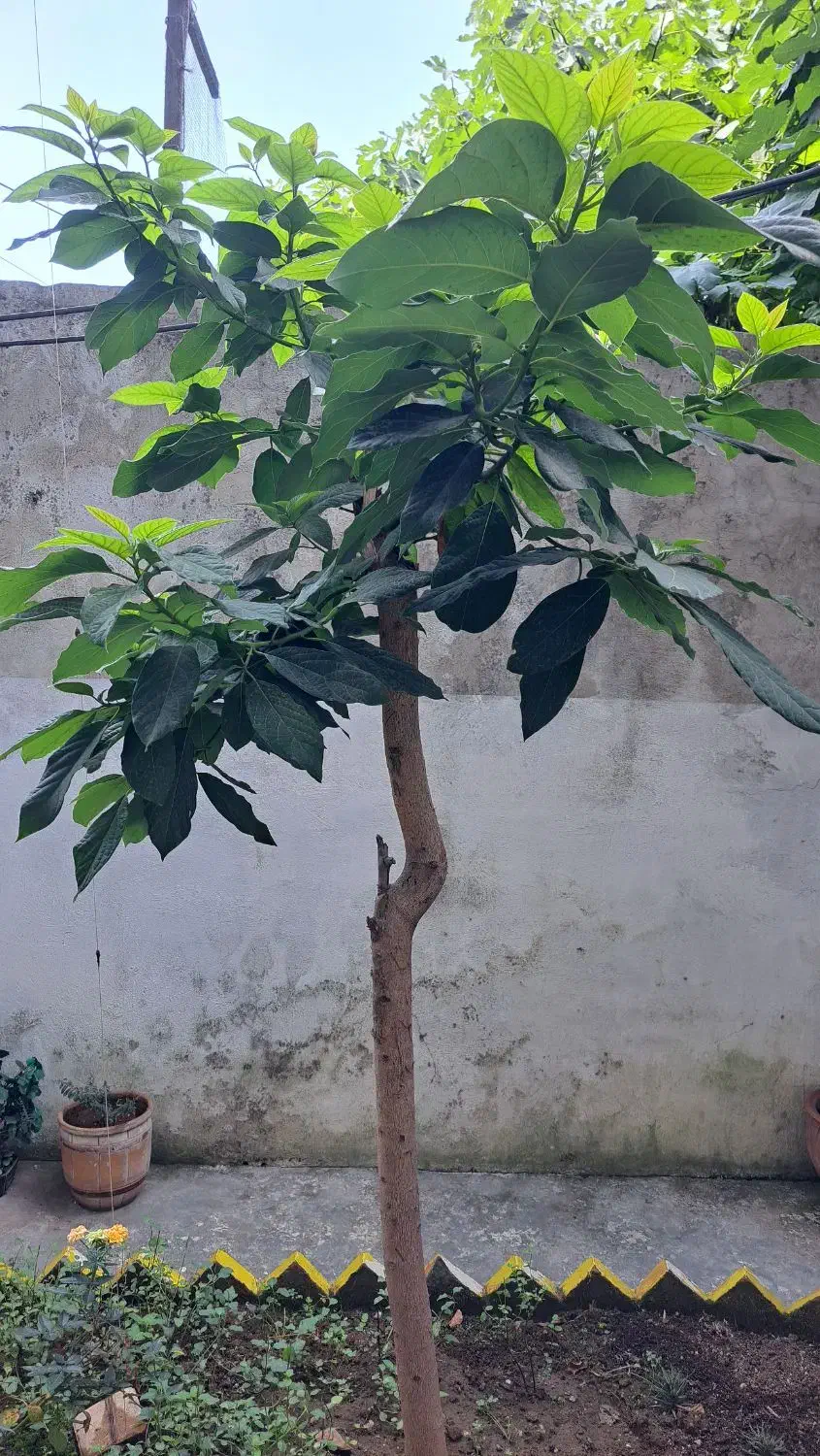 گل سیکاس ودرخت آواکادو|گل و گیاه طبیعی|رشت, حمیدیان|دیوار