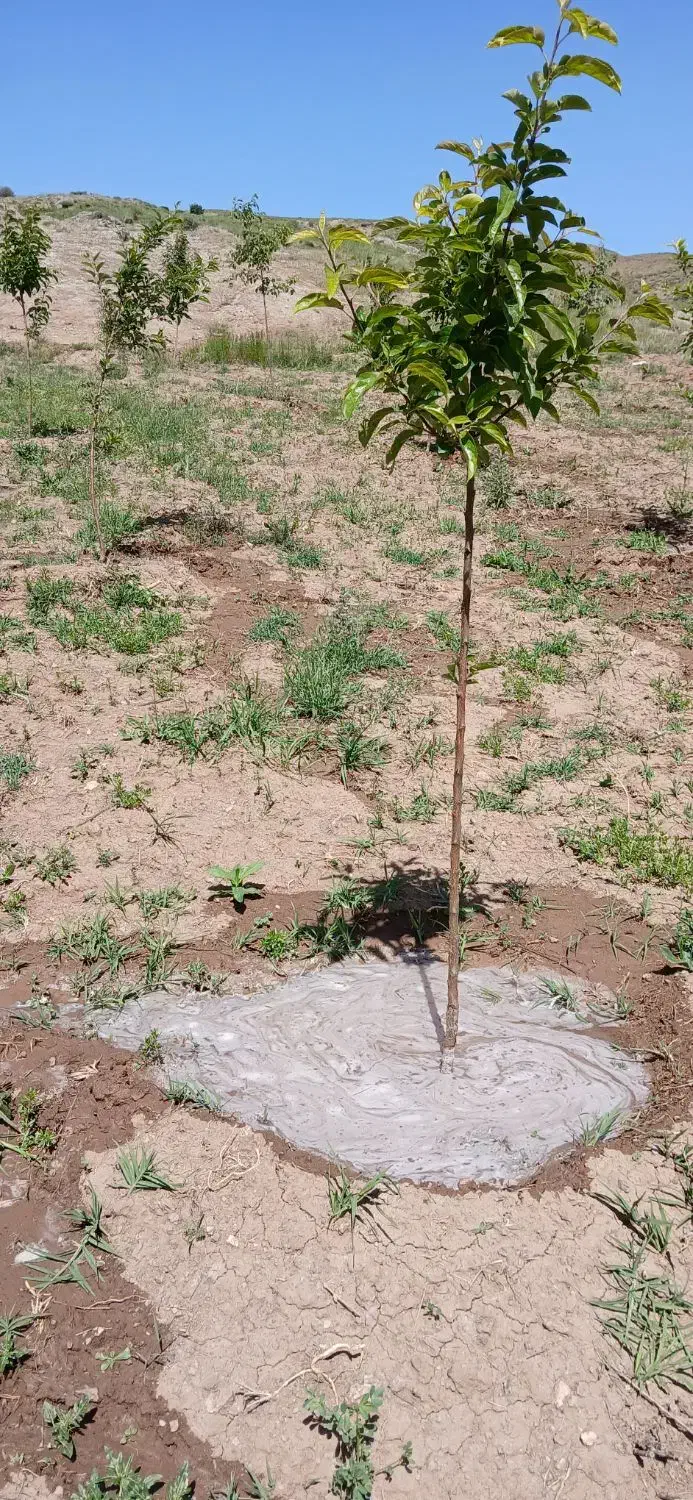 باغ۴ساله۱۲۰۰متری.سنددار ۶۰۰میلیون.درعلی آباد|فروش زمین و ملک کلنگی|خلخال, |دیوار