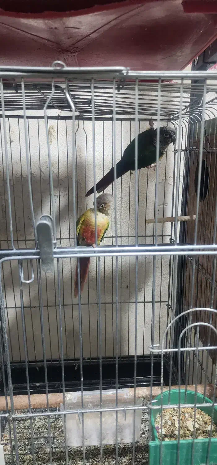 مولد گرینچیک و ملنگو|پرنده|تهران, شهرک ولیعصر شمالی|دیوار