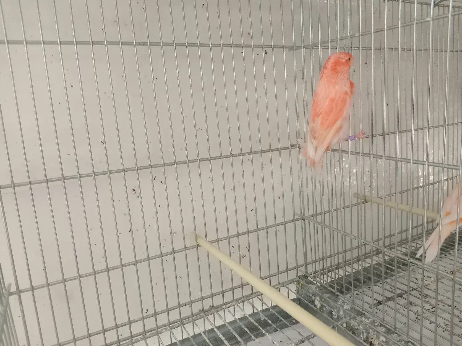 تعدادی قناری برفکی و سرخ سلامت|پرنده|تهران, شارق|دیوار