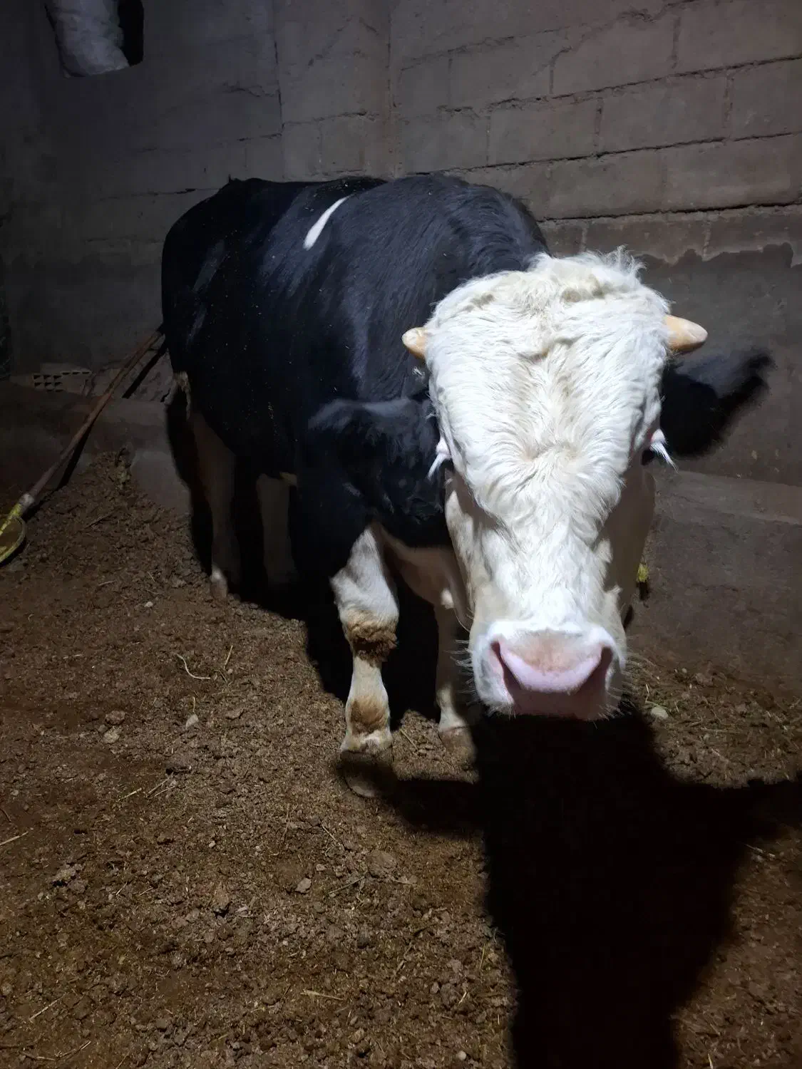 گاور نر (گوشتی)سیمیتال|حیوانات مزرعه|لیلان, |دیوار