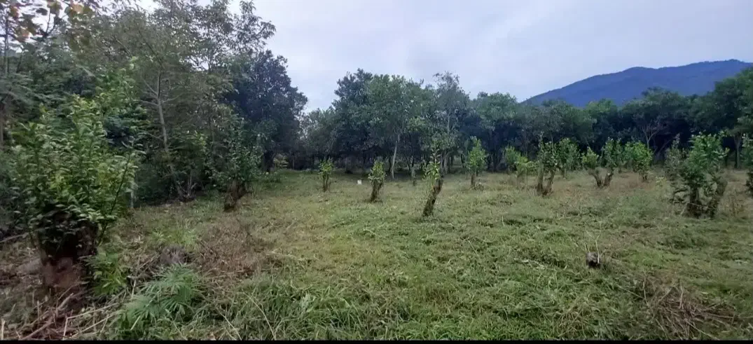 زمین.باغی|فروش زمین و ملک کلنگی|چابکسر, |دیوار