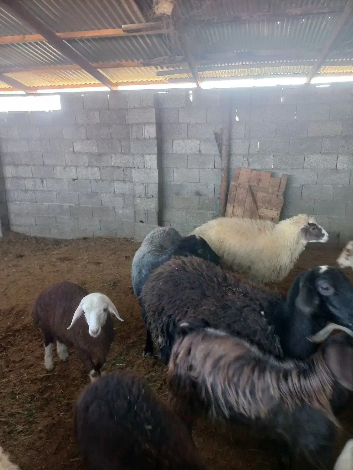 گوسفند زنده قصابی و نذری موجود میباشد|حیوانات مزرعه|فومن, |دیوار