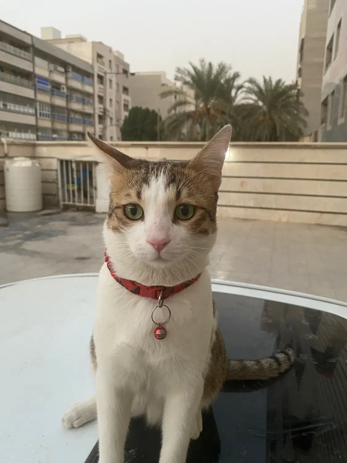 گربه گمشده|حیوانات|اهواز, کوروش|دیوار