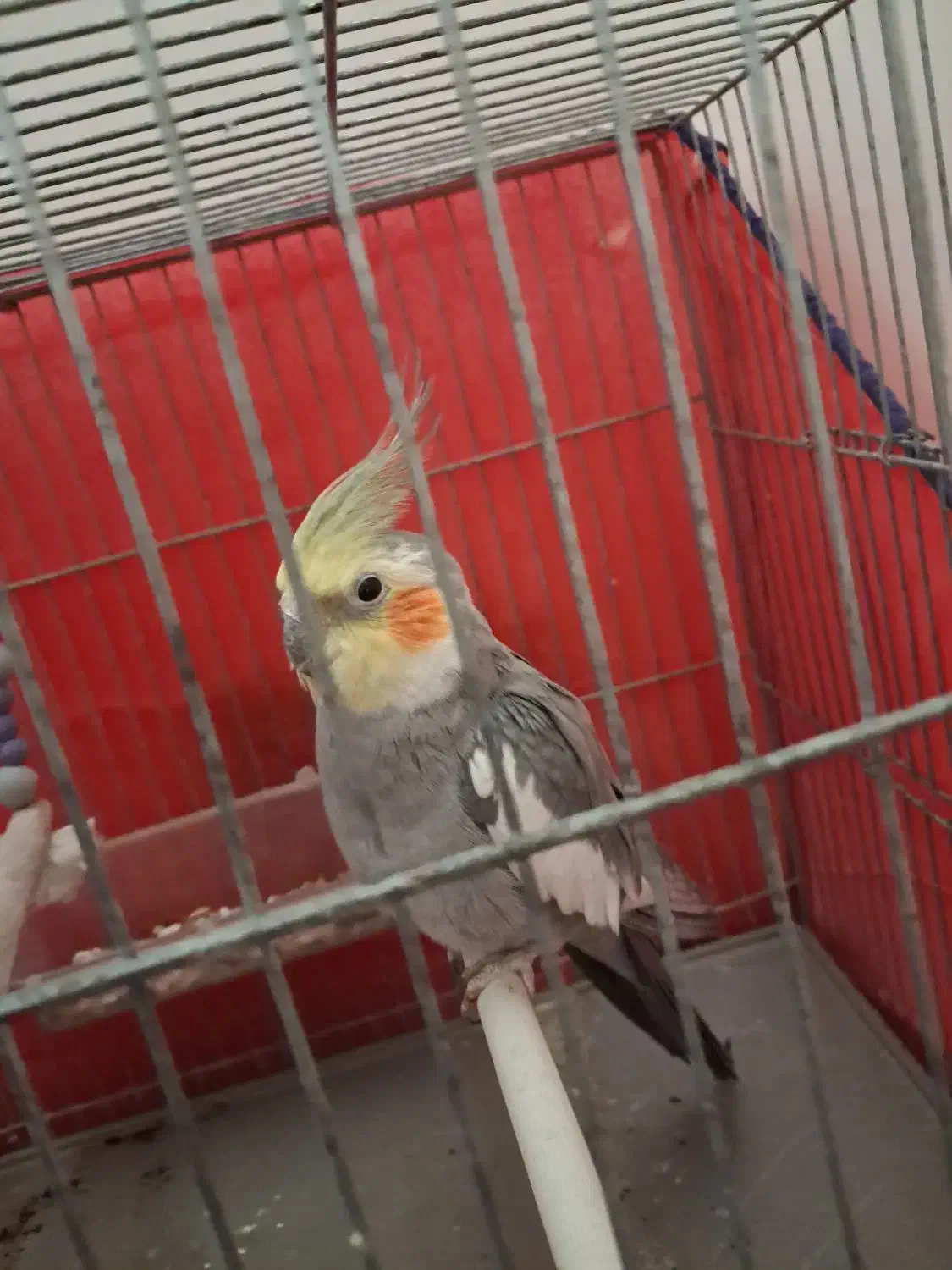 عروس هلندی|پرنده|دهگلان, |دیوار