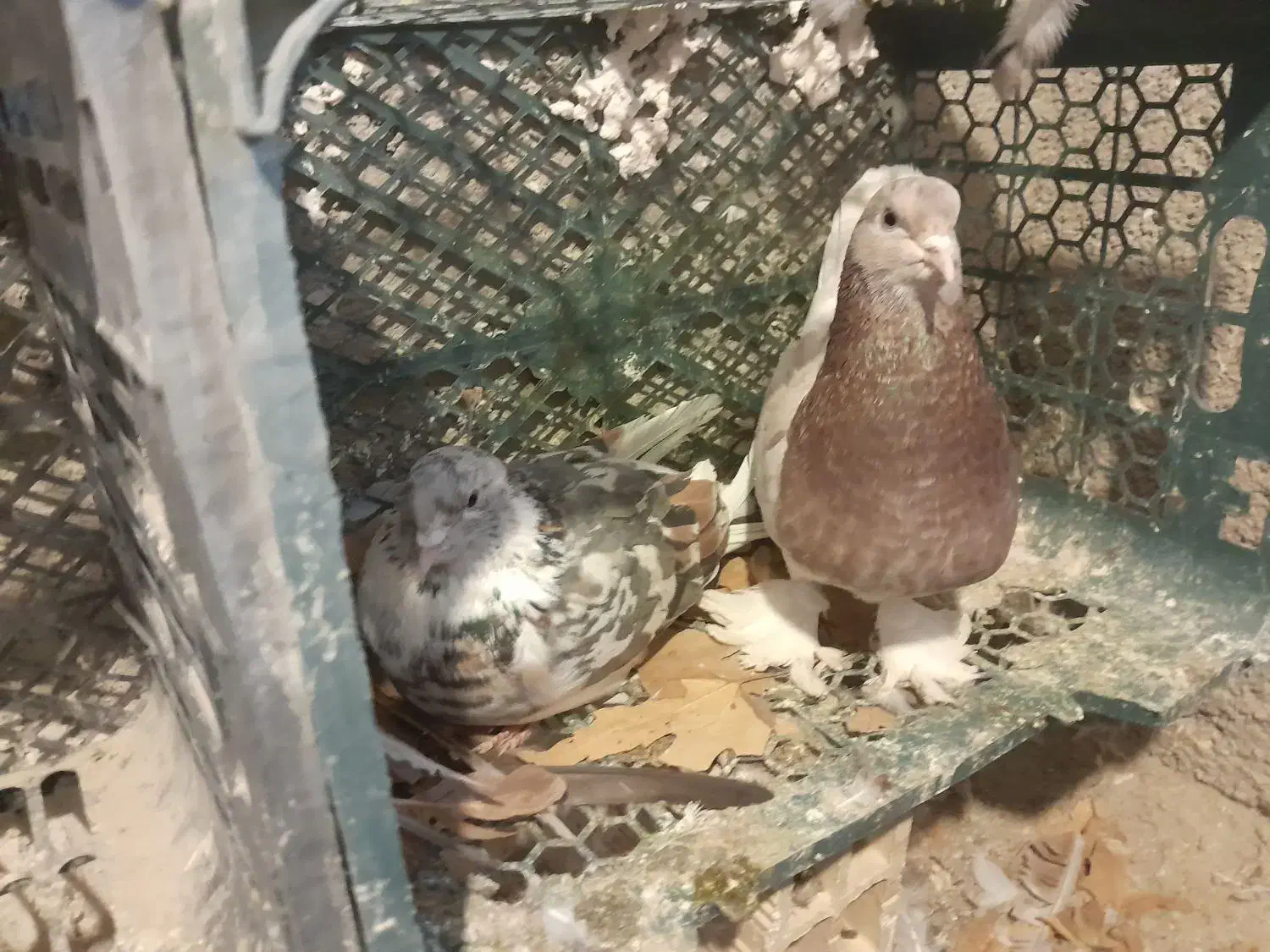 سرور|پرنده|شهریار, ابراهیمآباد|دیوار