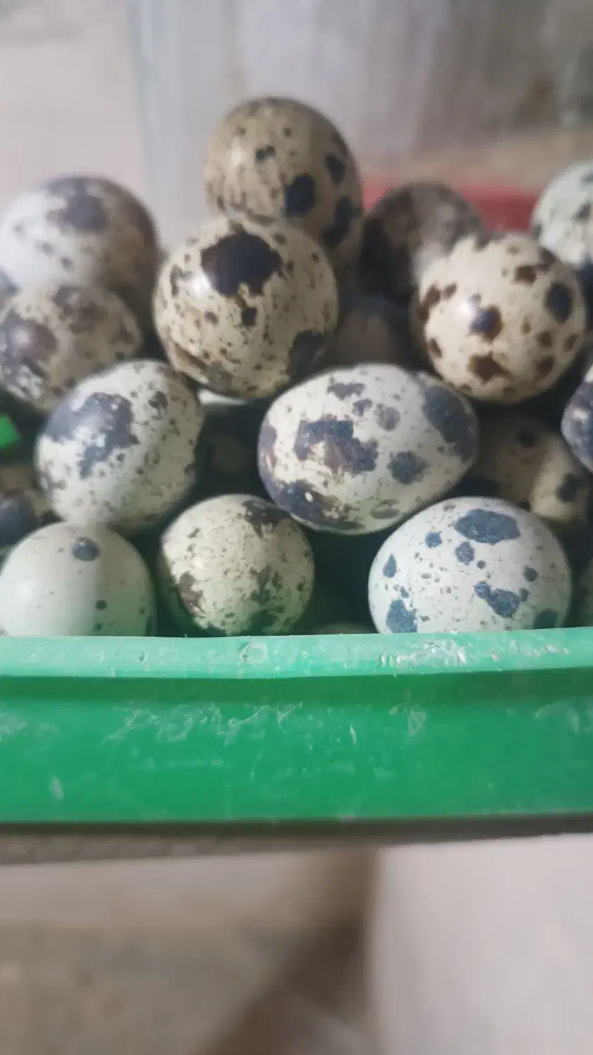 تخم بلدرچین|خوردنی و آشامیدنی|محمدبار, |دیوار