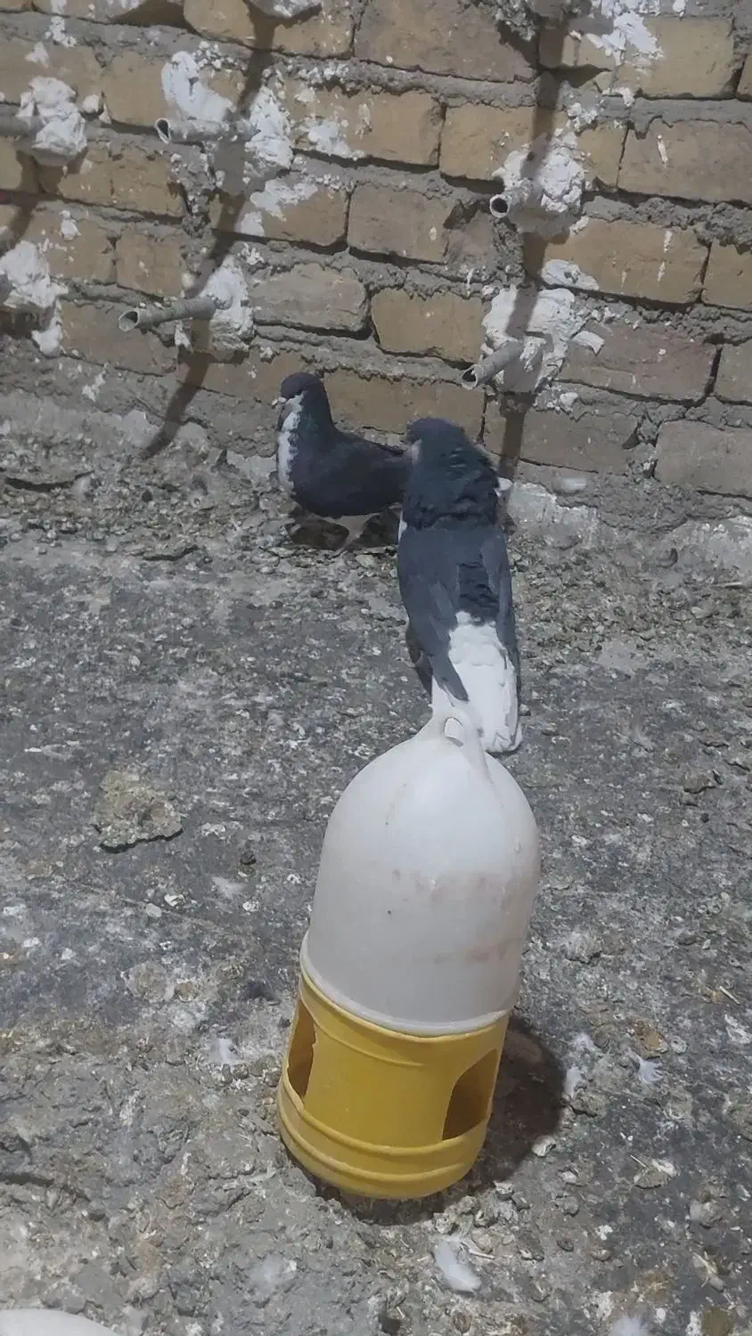 یک جفت شهری ب شرط پرش و تخم جوجه|پرنده|همایجان, |دیوار