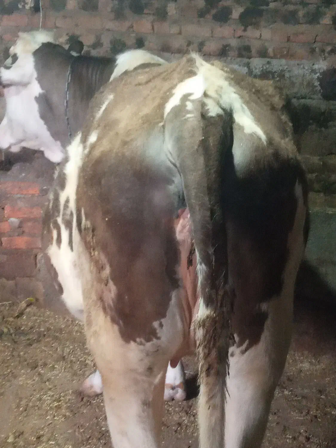 گاو گوساله|حیوانات مزرعه|هشترود, |دیوار