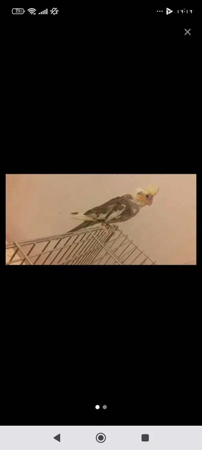 فروش یا معاوضه عروس هلندی ماده مست|پرنده|ملایر, |دیوار