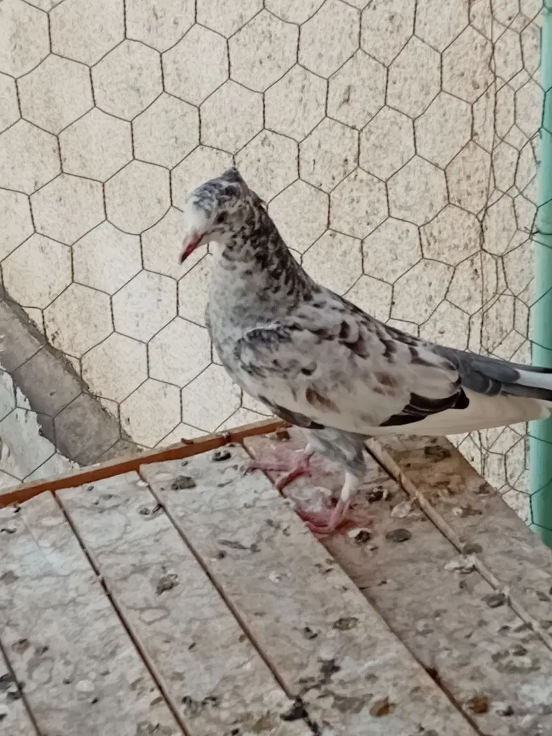  جیر|پرنده|قم, شاه سید علی|دیوار