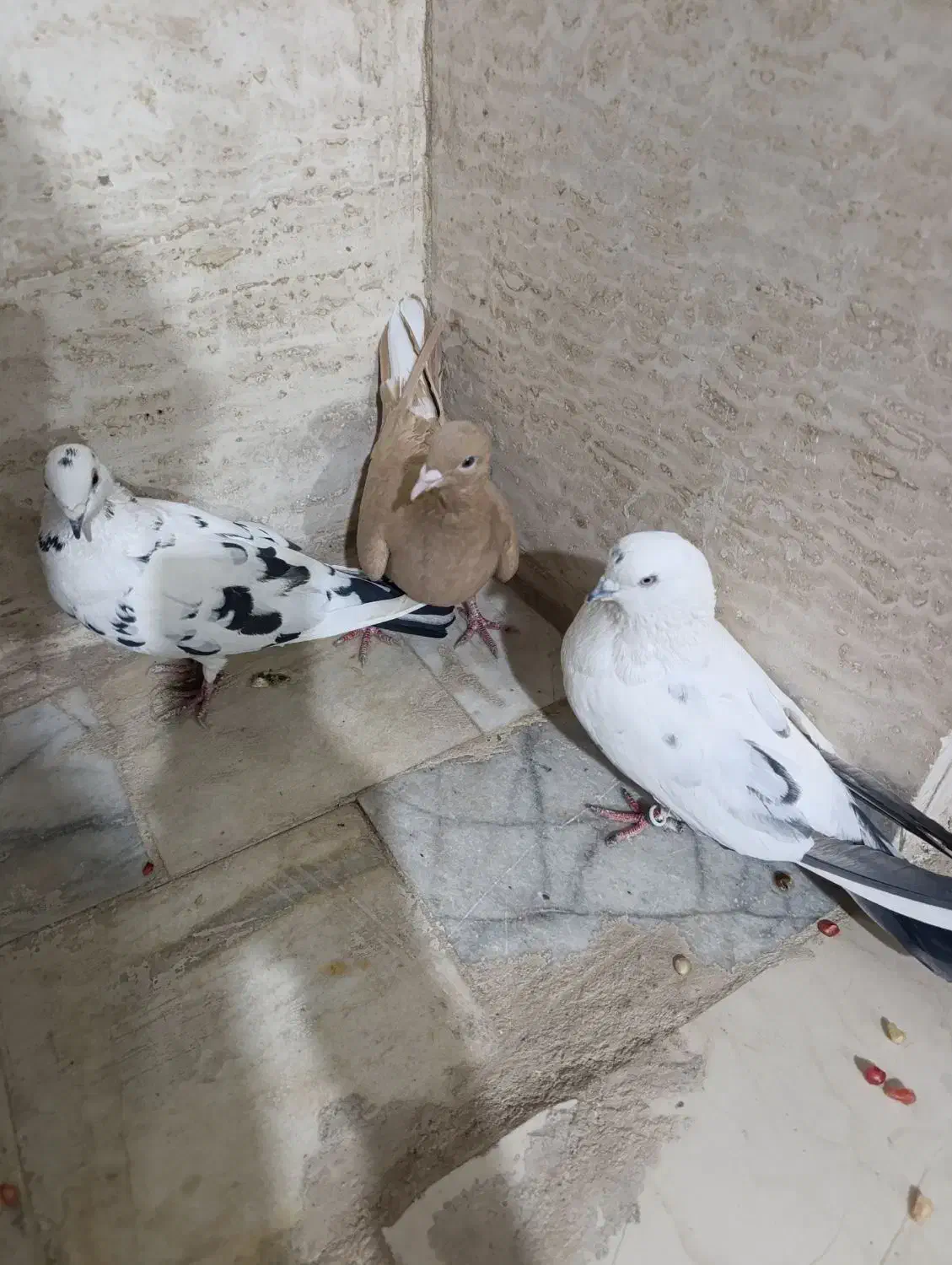 کبوتر|پرنده|یزد, |دیوار