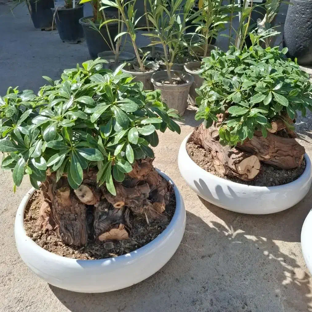 بنسای|گل و گیاه طبیعی|مشهد, نیروی هوایی|دیوار