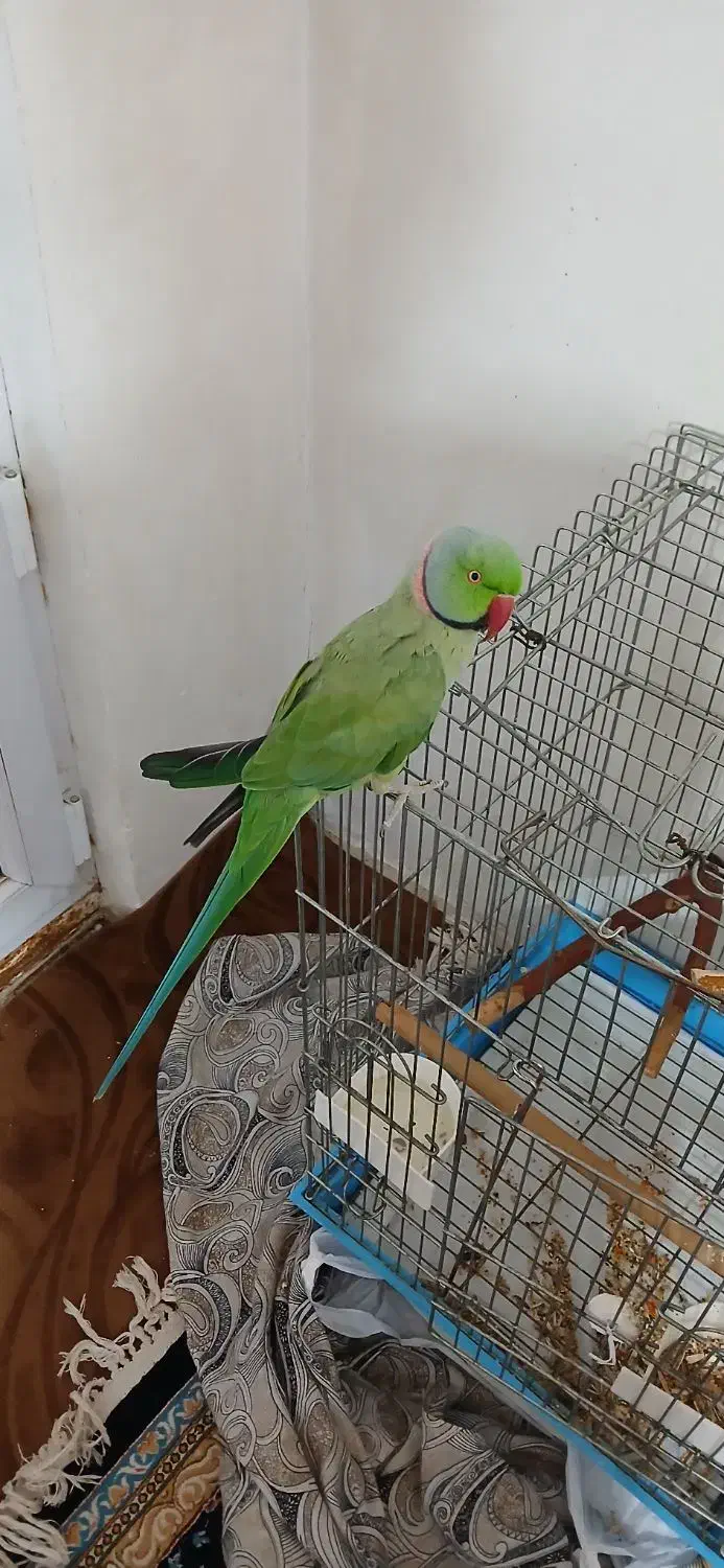 طوطی ملنگو نر فروش به علت کمبود جا|پرنده|شیراز, محراب|دیوار