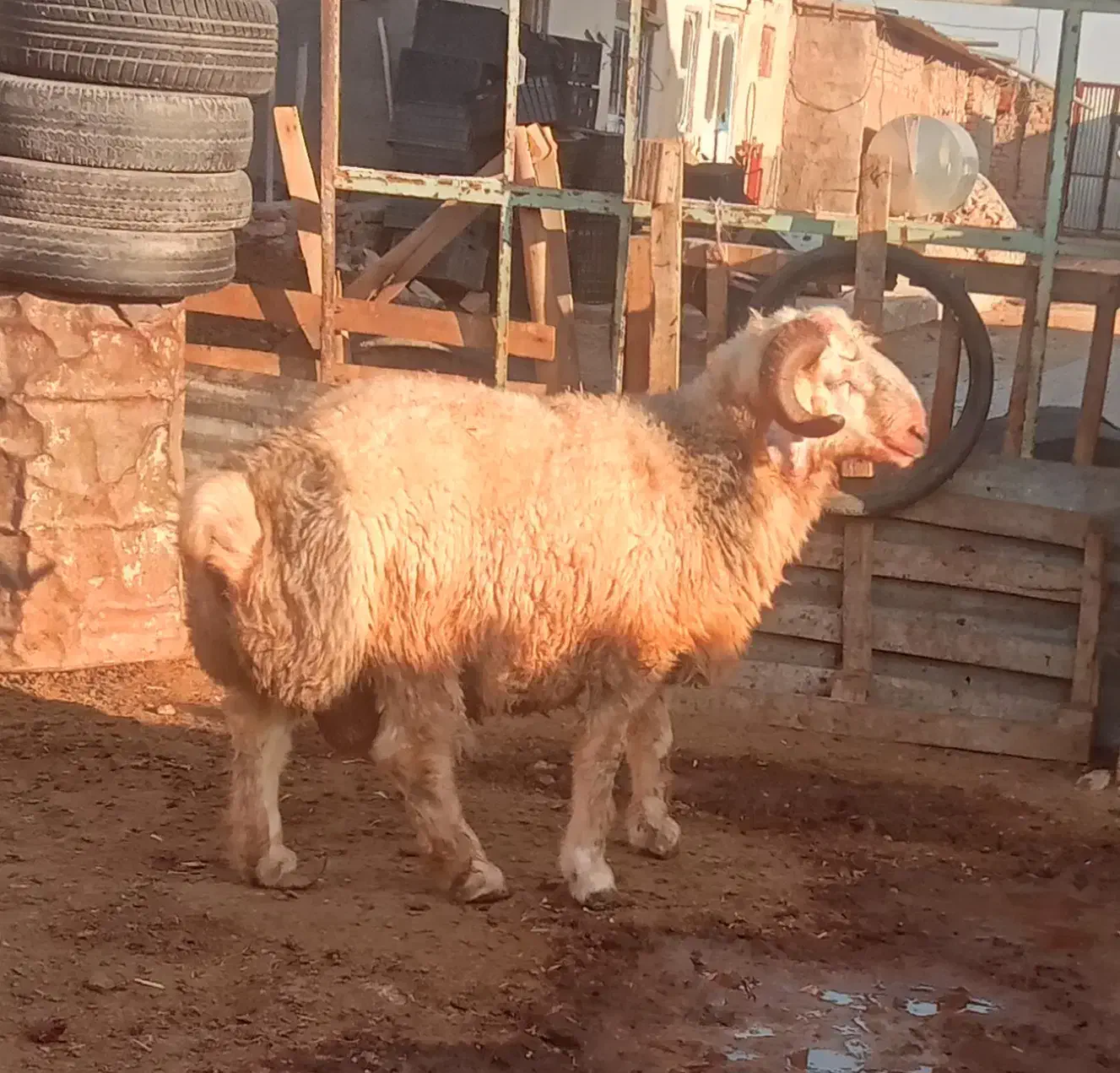 بره کوهه چاق|حیوانات مزرعه|سیدان, |دیوار