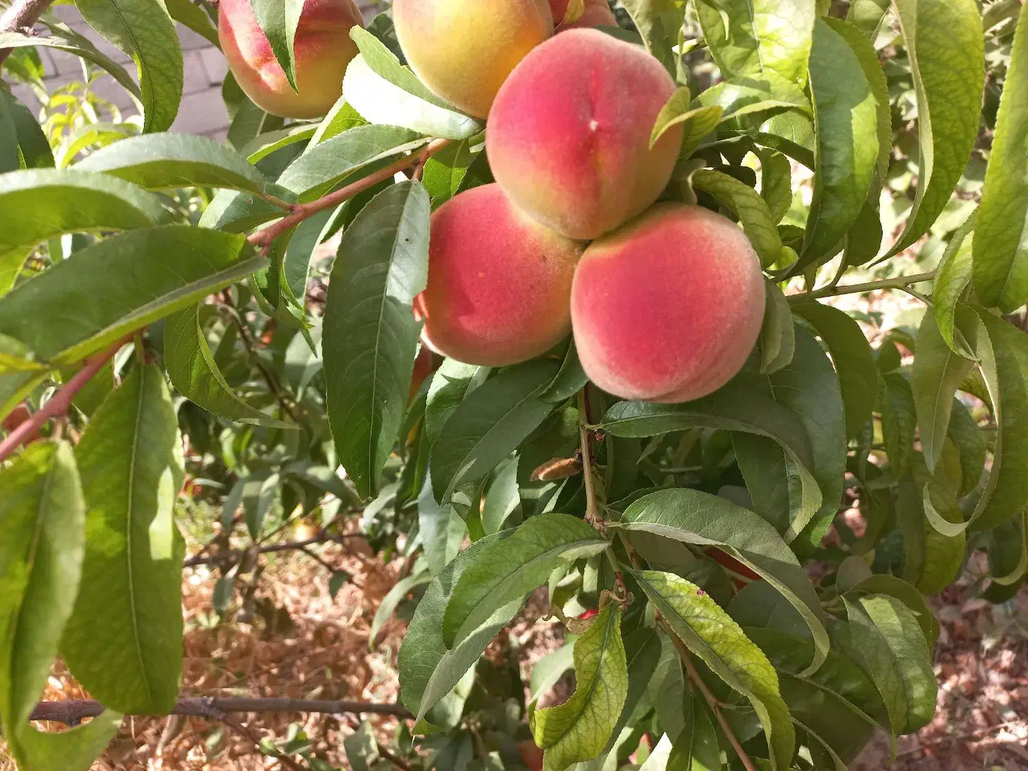 فروش زمین گلخانه( باغ )|فروش دفتر صنعتی، کشاورزی، تجاری|نجف‌آباد, امام خمینی|دیوار