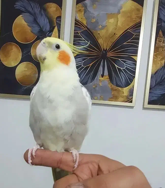 عروس هلندی گمشده|حیوانات|برازجان, |دیوار