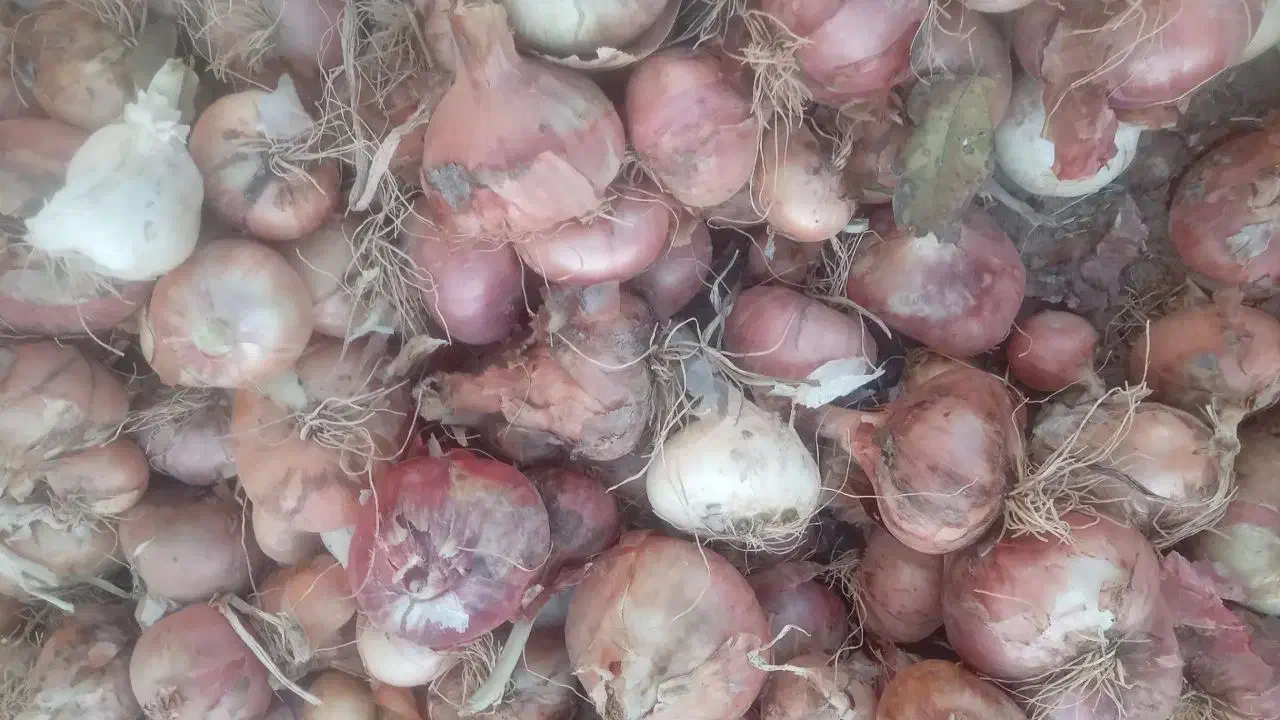 پیاز|خوردنی و آشامیدنی|قیدار, |دیوار