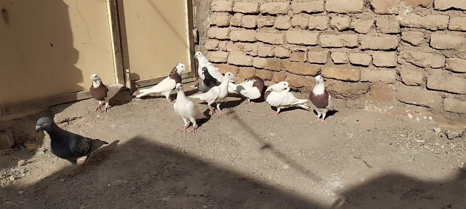 زابل شمار|پرنده|زابل, |دیوار