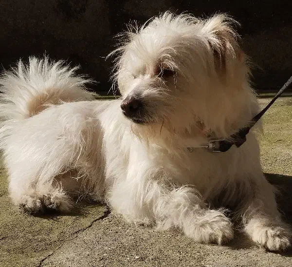 واگذار سگ نژاد شیتزو تریل|سگ|تالش, هشتپر|دیوار