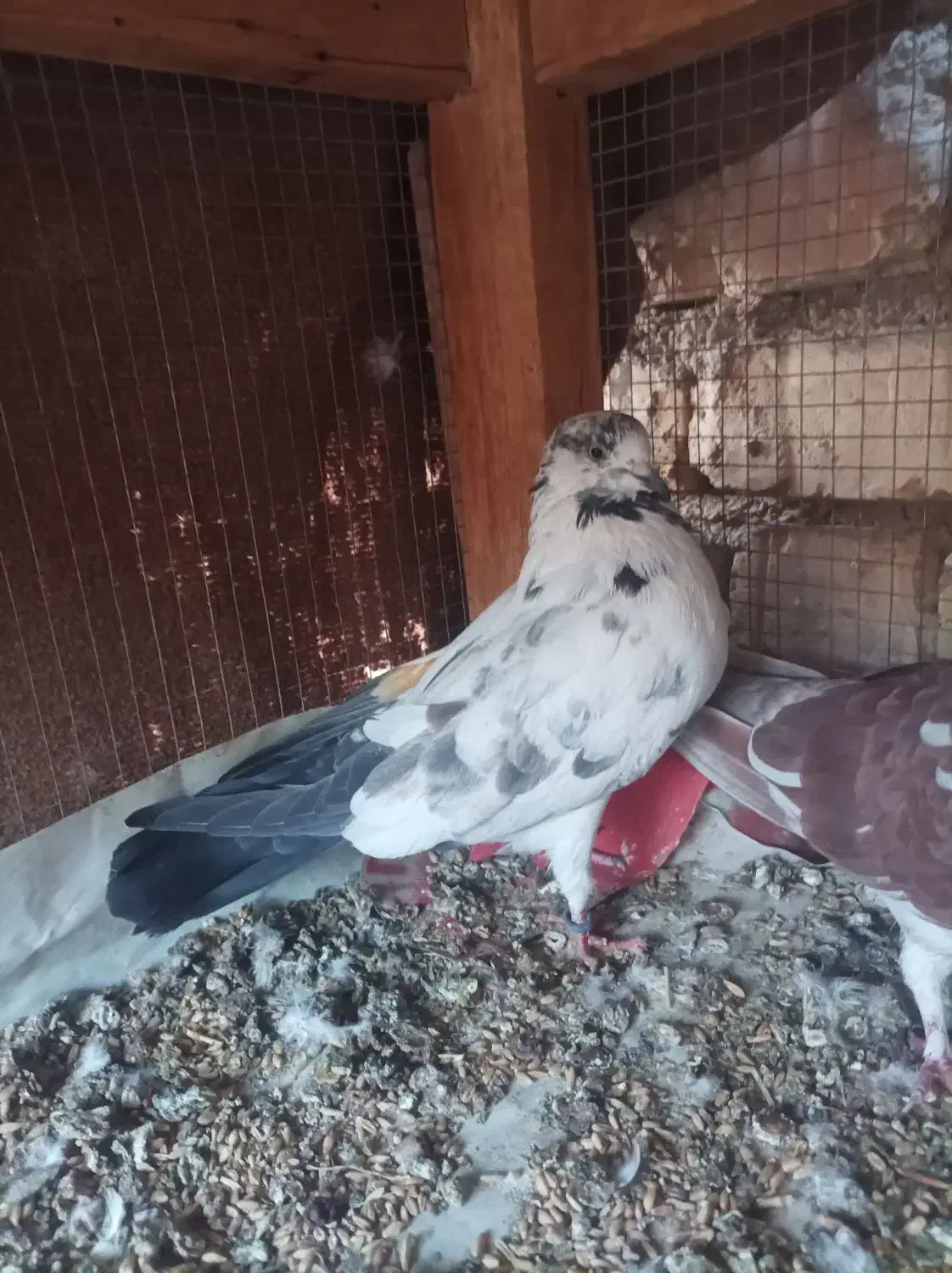 ماده به شرط تخم بچه پرستی|پرنده|برخوار, |دیوار