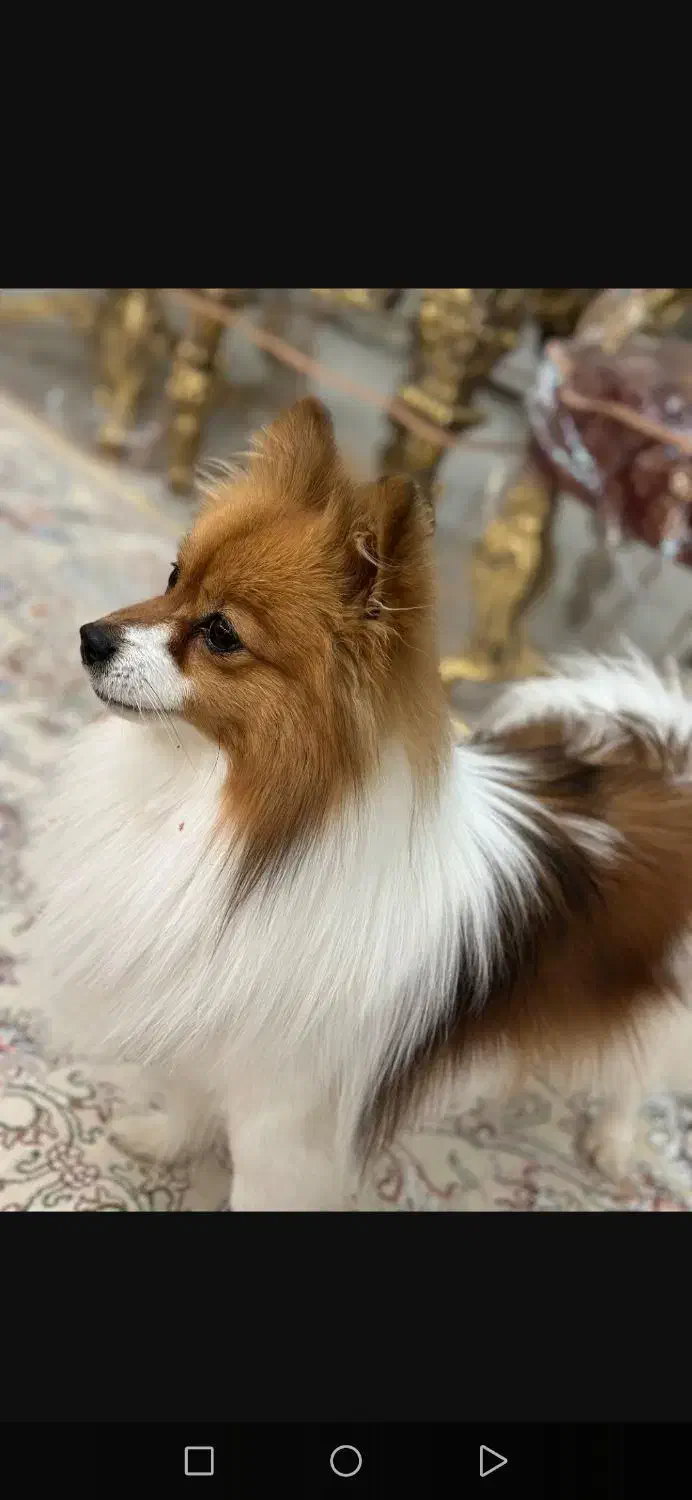 سگ پامر روباهی|سگ|شیراز, گویم|دیوار