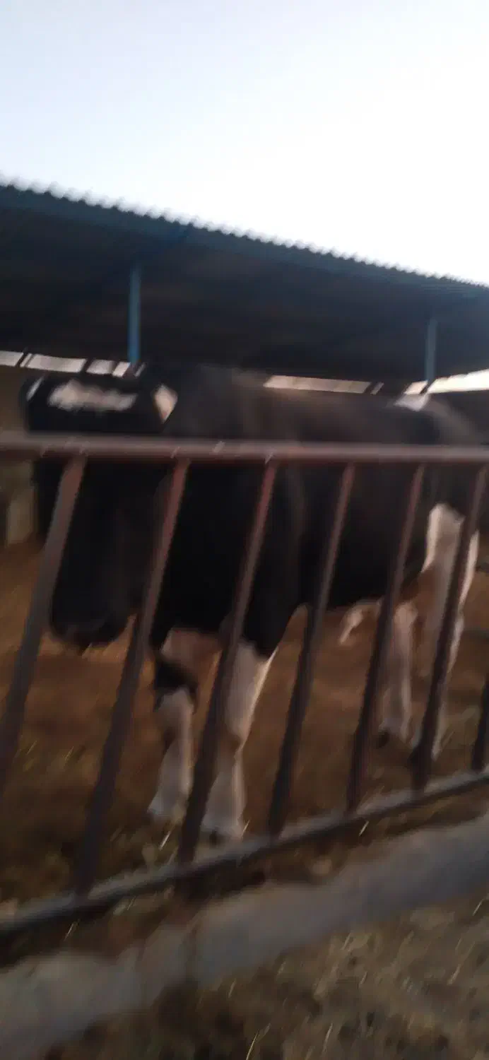 فروش نر گاو چاق وتلیسه|حیوانات مزرعه|بیرجند, |دیوار