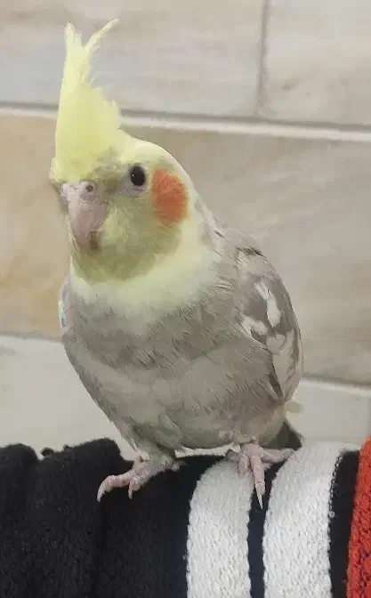 عروس هلندی|پرنده|اردکان, |دیوار