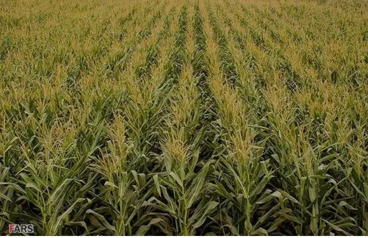 فروش ذرت علوفه ای سیلو شده|عمدهفروشی|شهرکرد, |دیوار