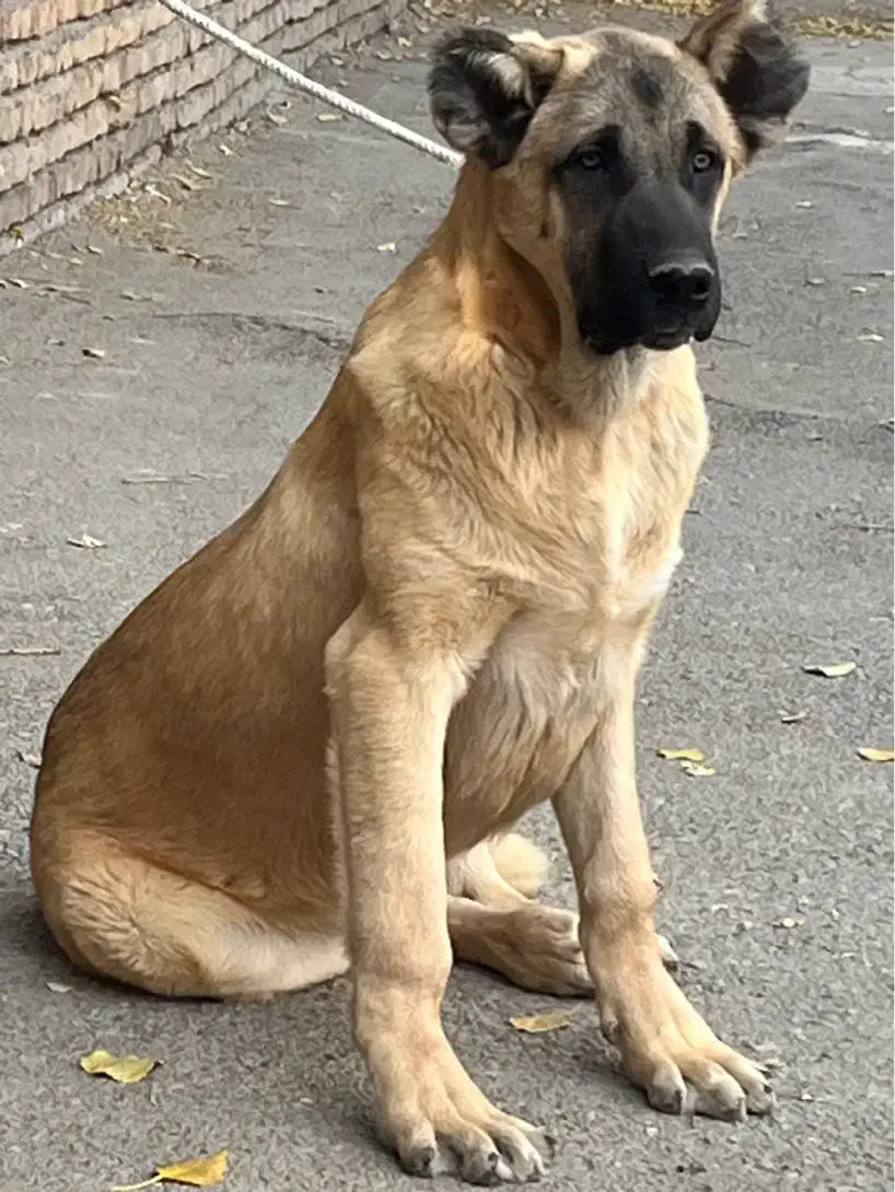 توله سرابی اصیل|سگ|سراب, |دیوار