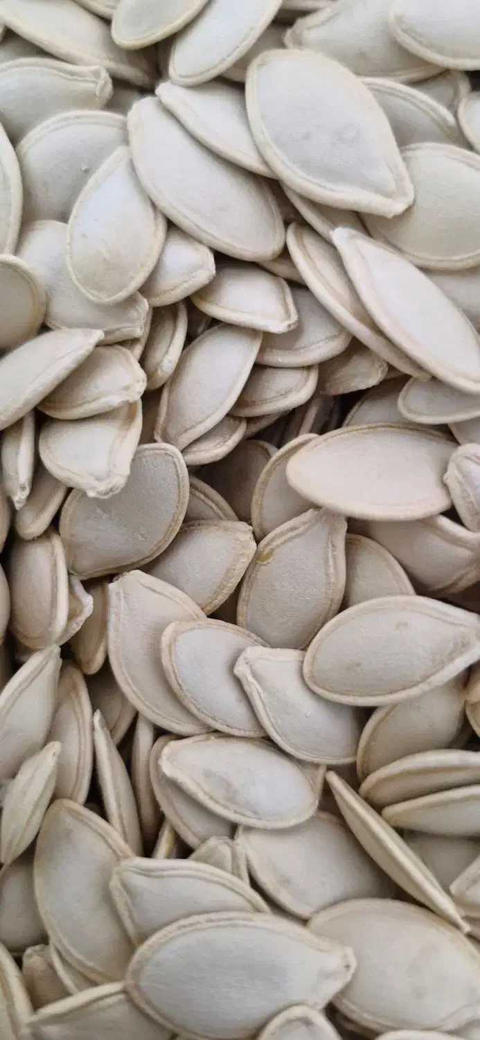 تخمه کدو|خوردنی و آشامیدنی|بهمن صغاد, |دیوار