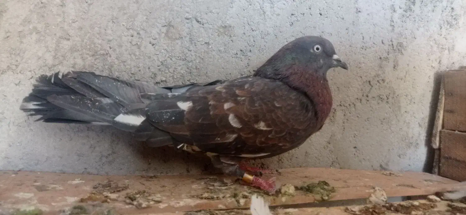 کبوتر ماده بادنجونی جلد اهواز پرشی به شرط|پرنده|ایذه, |دیوار