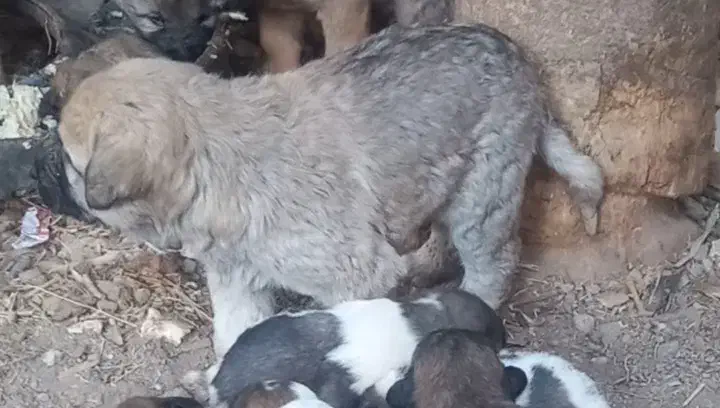 ناب سراب|سگ|تبریز, |دیوار