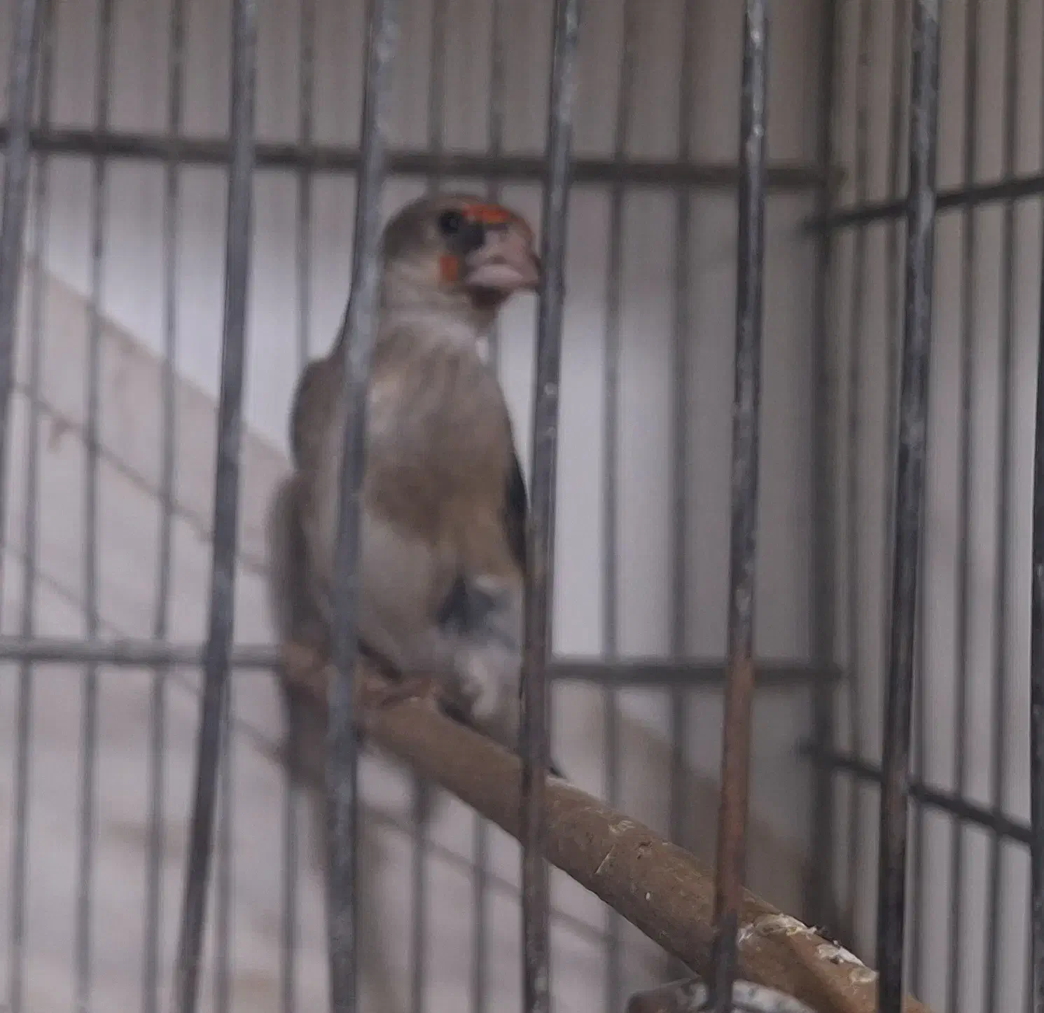 سهر نر و ماده|پرنده|فردیس, شهرک شهید حسینی|دیوار