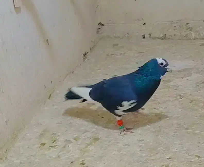 قهره سیاه کله سفید|پرنده|فریمان, |دیوار