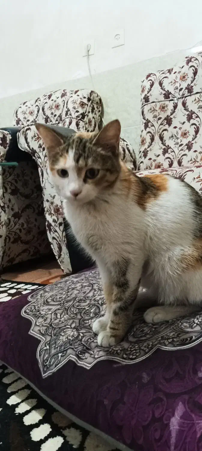 گربه ناز خونگی|گربه|ارومیه, |دیوار