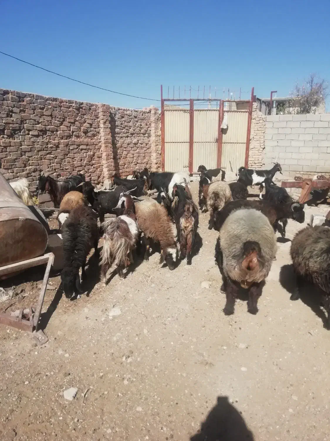 کولار|حیوانات مزرعه|مرودشت, دولت آباد|دیوار