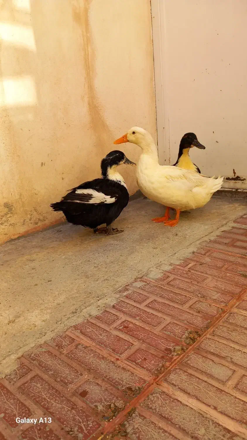 سه عدد مرغابی دانه ای 800 هزار|حیوانات مزرعه|پیرانشهر, |دیوار