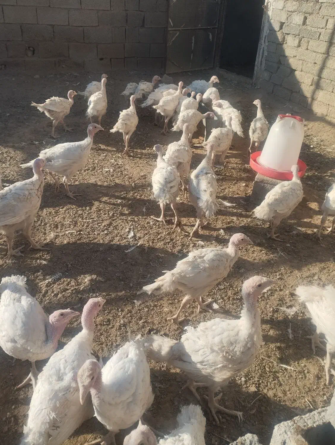 بوقلمون|حیوانات مزرعه|داراب, |دیوار