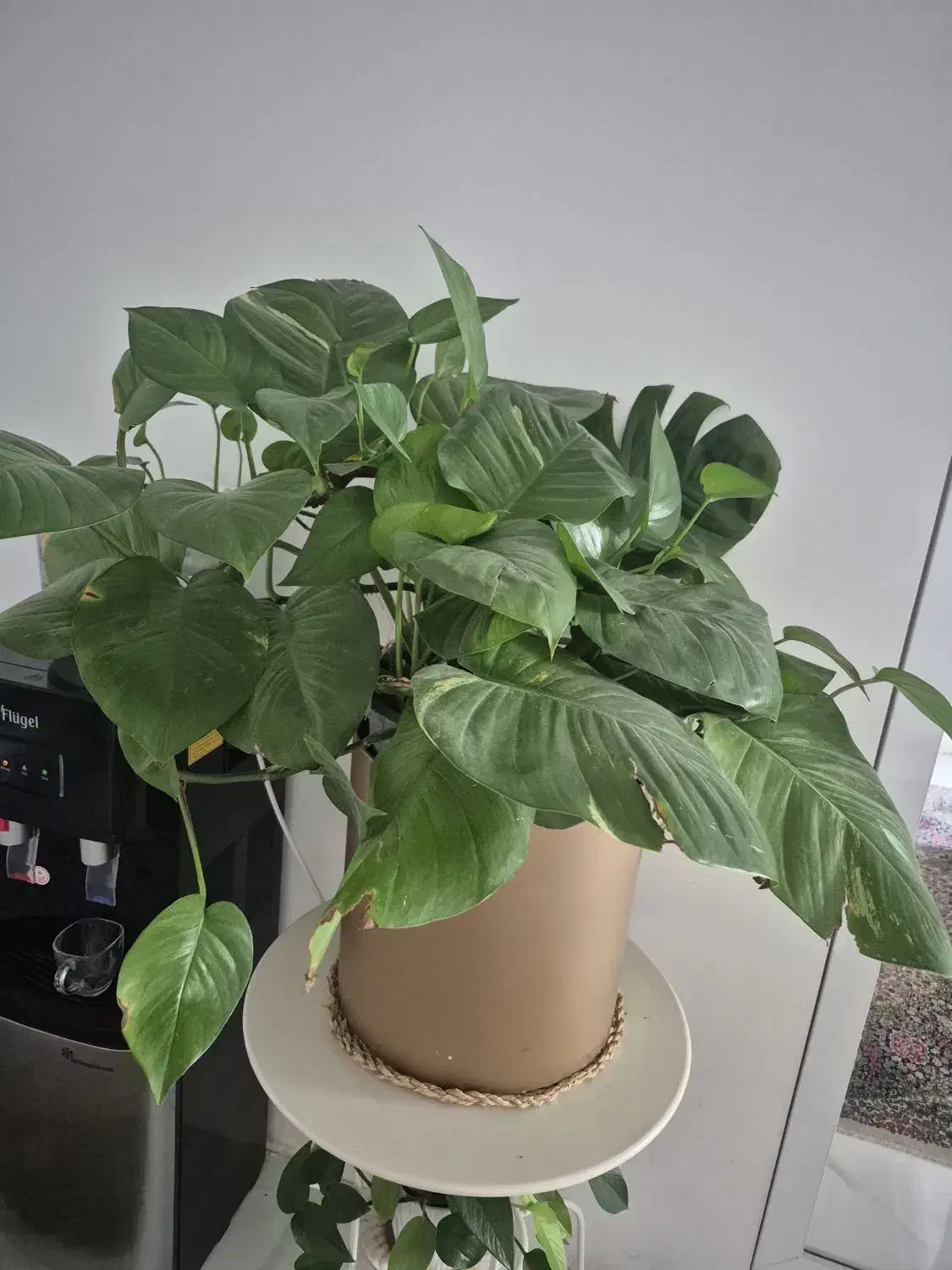 گیاه|گل و گیاه طبیعی|صدرا-فارس, فاز ۱|دیوار